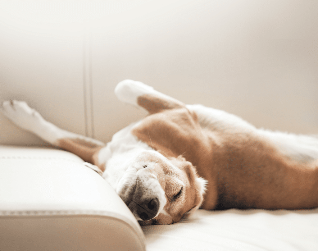 A/C Annual Maintenace/Inspection for $225